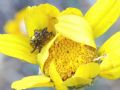 Synema globosum